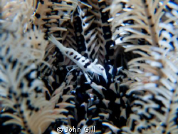 Featherstar shrimp, near Tulamben, Bali, Indonesia. Canon... by John Gill 